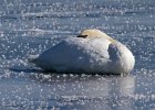 MuteSwan-0045.jpg
