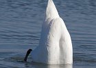 MuteSwan-0046.jpg