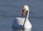 MuteSwan-0047.jpg