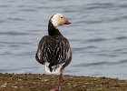 SnowGoose-0001.jpg