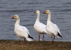 SnowGoose-0002.jpg