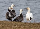 SnowGoose-0005.jpg
