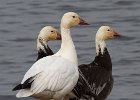 SnowGoose-0006.jpg
