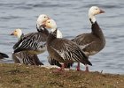 SnowGoose-0007.jpg
