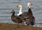SnowGoose-0008.jpg