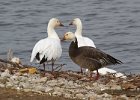 SnowGoose-0009.jpg