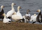 SnowGoose-0010.jpg