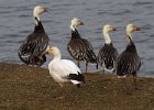 SnowGoose-0011.jpg