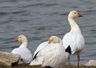 SnowGoose-0012.jpg