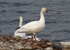 SnowGoose-0013.jpg