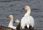SnowGoose-0014.jpg