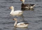 SnowGoose-0015.jpg