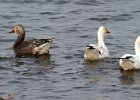 SnowGoose-0016.jpg