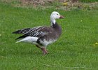 SnowGoose-0017.jpg