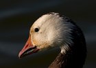 SnowGoose-0021.jpg