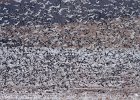 SnowGoose-0022.jpg