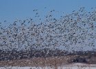 SnowGoose-0023.jpg