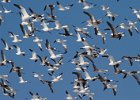 SnowGoose-0024.jpg