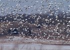 SnowGoose-0025.jpg