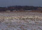 SnowGoose-0026.jpg