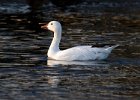SnowGoose-0027.jpg