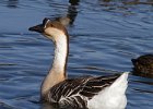 Geese