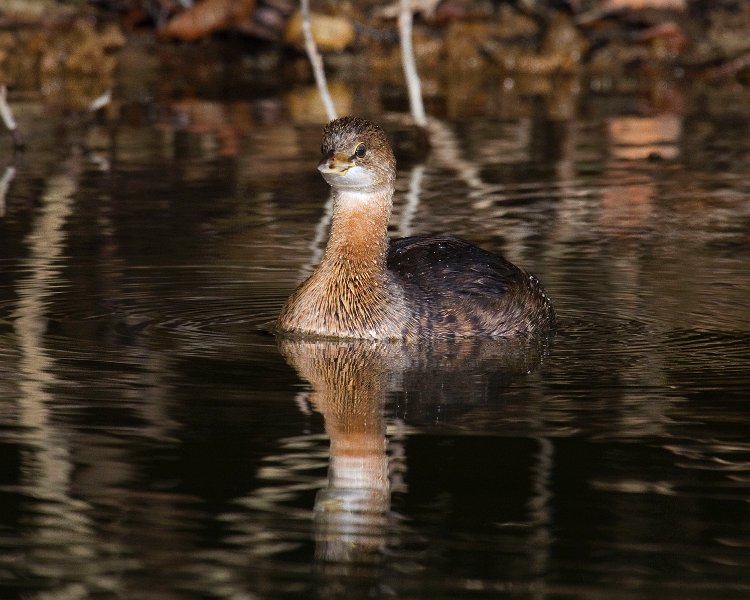 PiedGrebe-0025