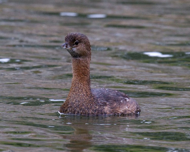 PiedGrebe-0037