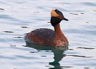 Grebes