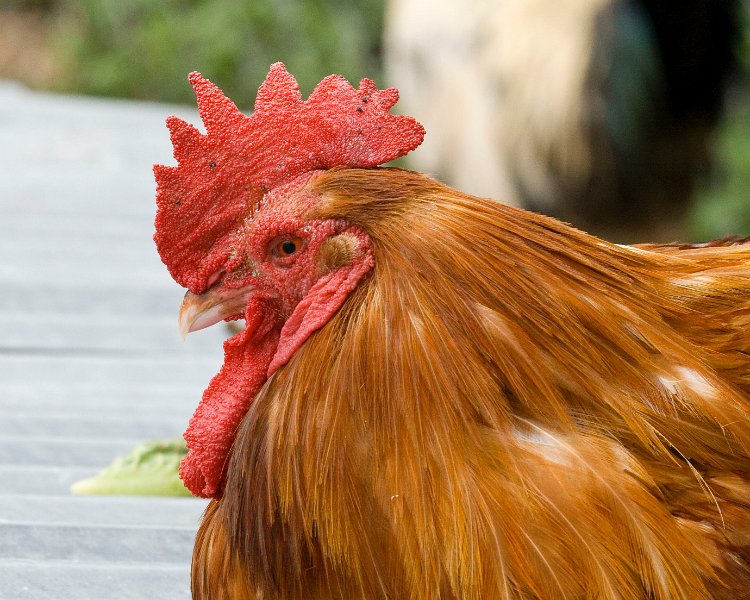 Chicken-0002