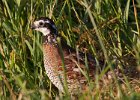 Grouse