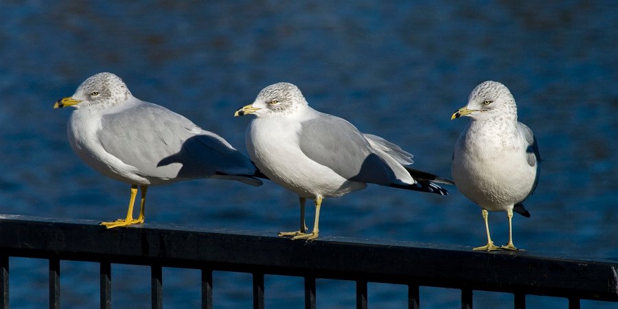 RBGull-0005