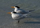 Gulls