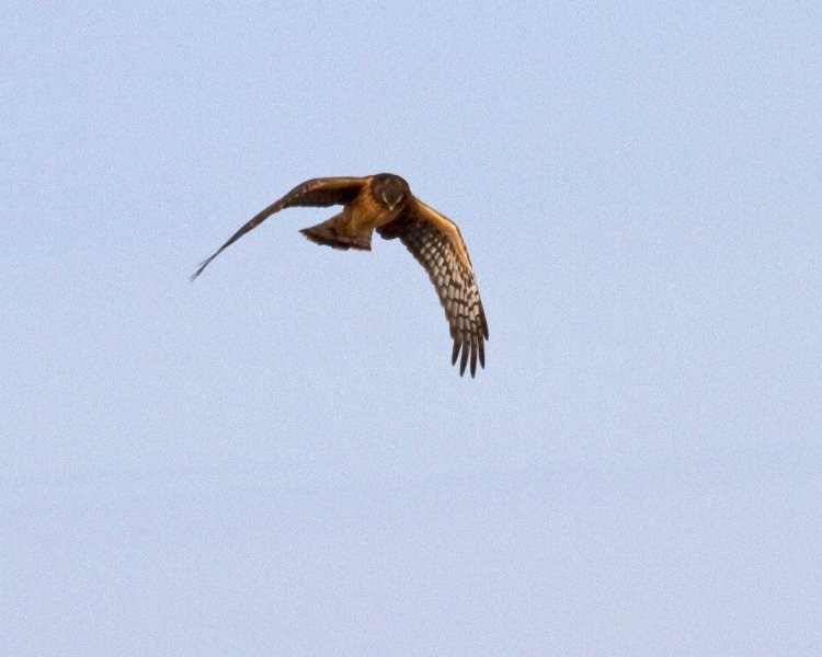 Harrier-0019