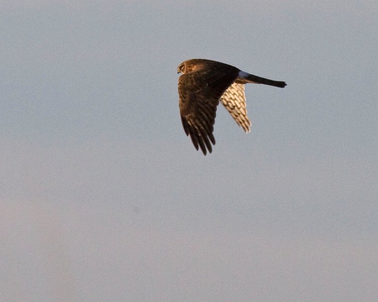 Harrier-0026