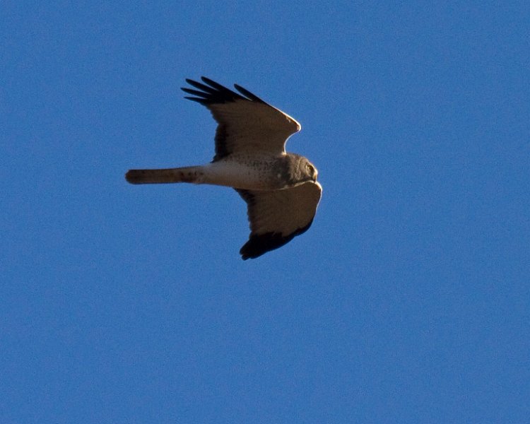 Harrier-0031