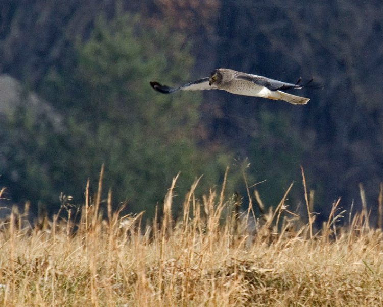 Harrier-0055