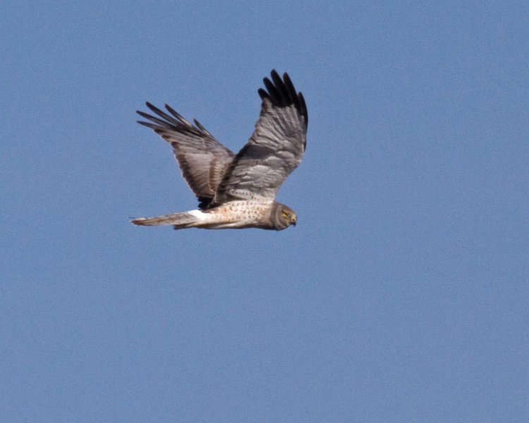 Harrier-0056