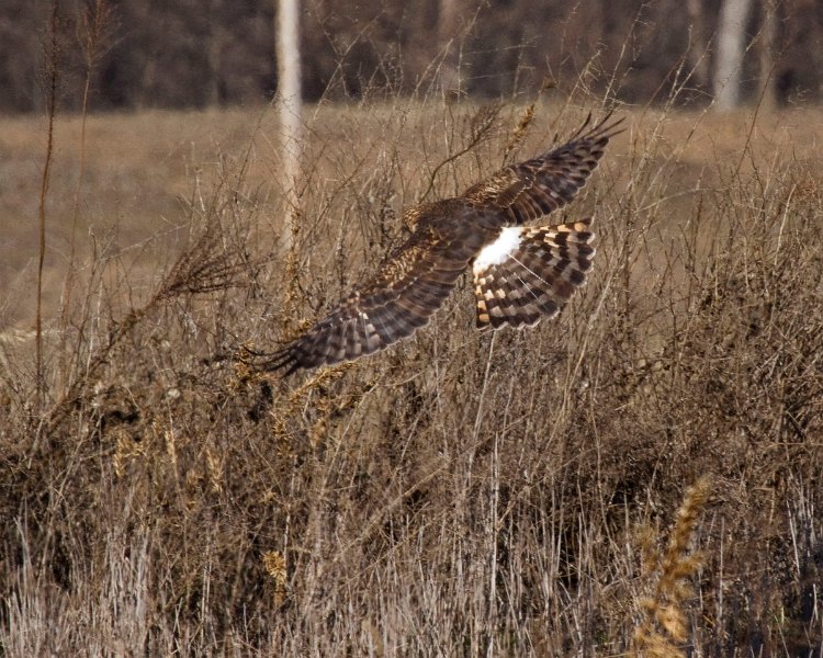 Harrier-0058