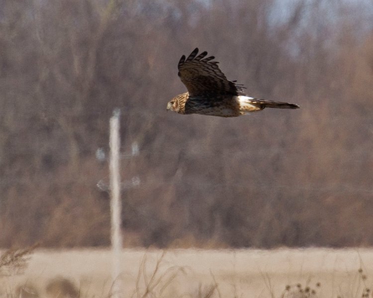 Harrier-0060