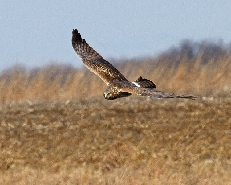 Harrier-0071