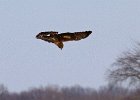 Harrier-0018.jpg
