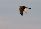 Harrier-0026.jpg