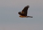 Harrier-0027.jpg