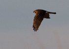 Harrier-0028.jpg