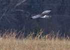 Harrier-0045.jpg