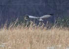 Harrier-0046.jpg