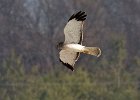 Harrier-0054.jpg