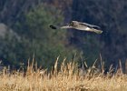 Harrier-0055.jpg