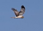 Harrier-0056.jpg